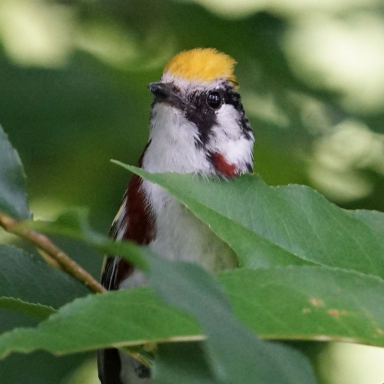 bird behind leaves in a tree bird behind leaves in a tree